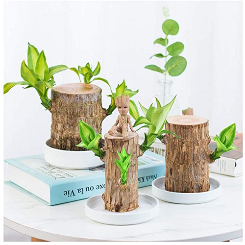 Brazilwood Hydroponic Plants Groot Lucky Wood Potted🔥Free Nutrient Solution Today🔥