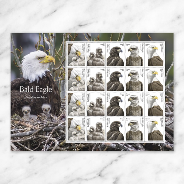2026 Bald Eagle: Hatchling to Adult Forever Stamps