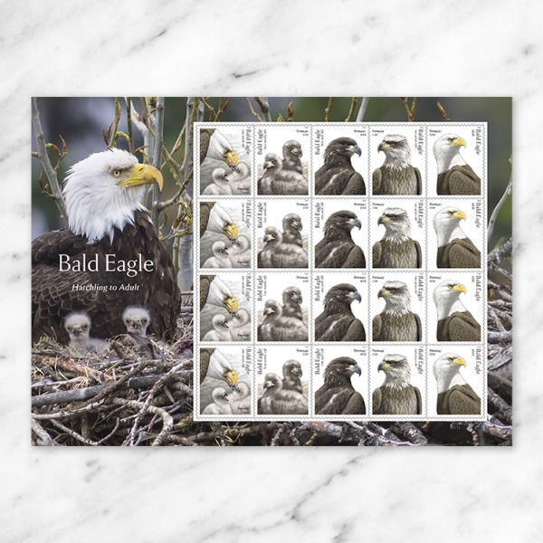 2026 Bald Eagle: Hatchling to Adult Forever Stamps