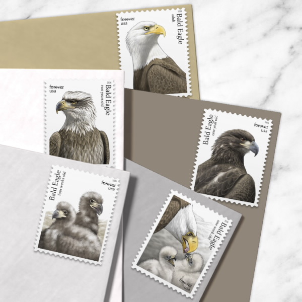 2026 Bald Eagle: Hatchling to Adult Forever Stamps