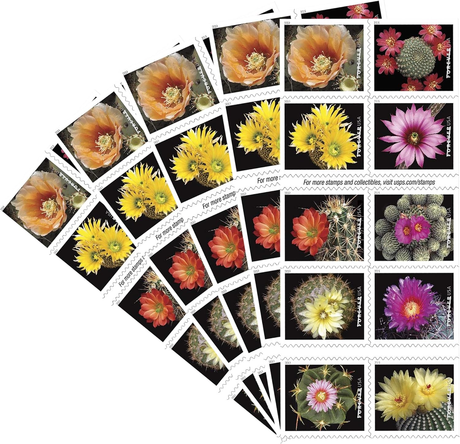 Cactus Flowers 2019