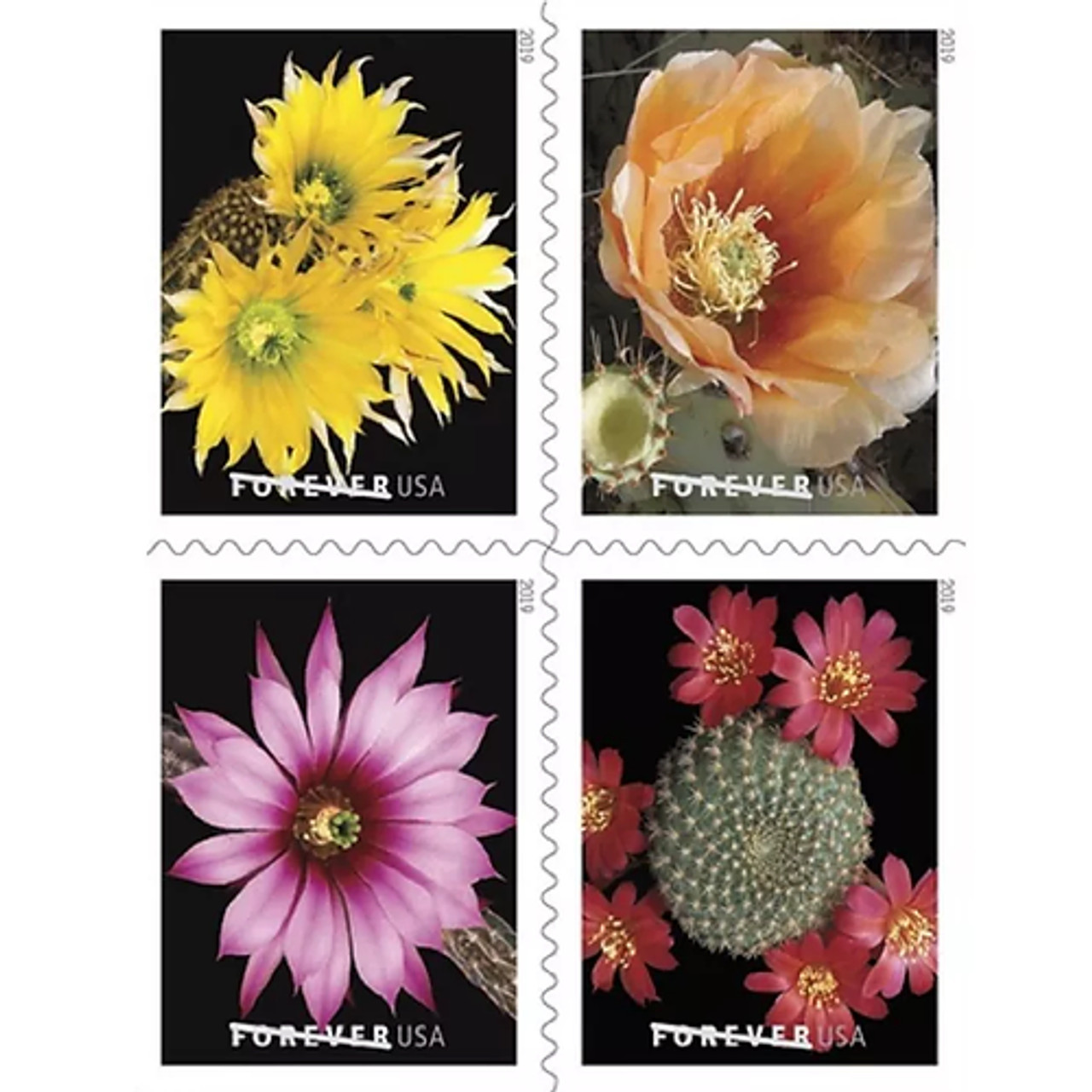 Cactus Flowers 2019
