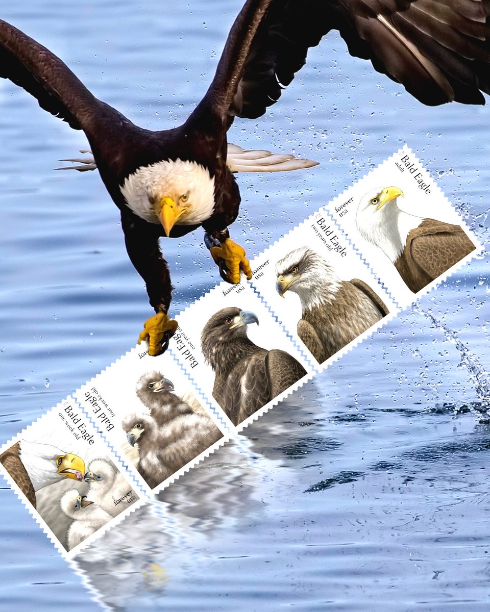 2026 Bald Eagle: Hatchling to Adult Forever Stamps