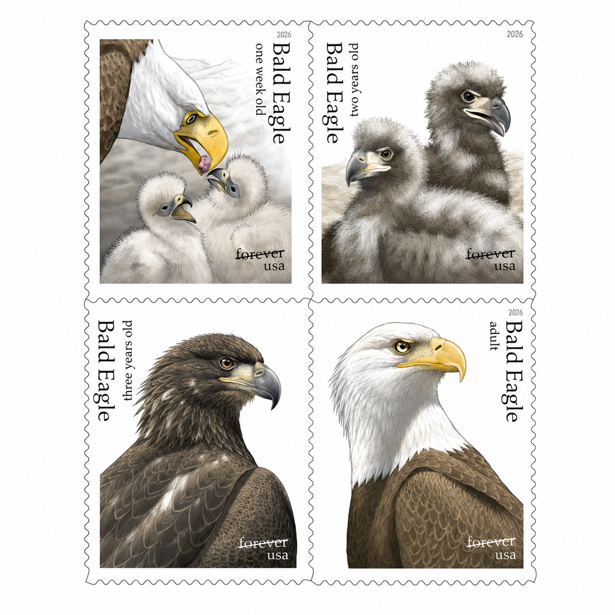 2026 Bald Eagle: Hatchling to Adult Forever Stamps