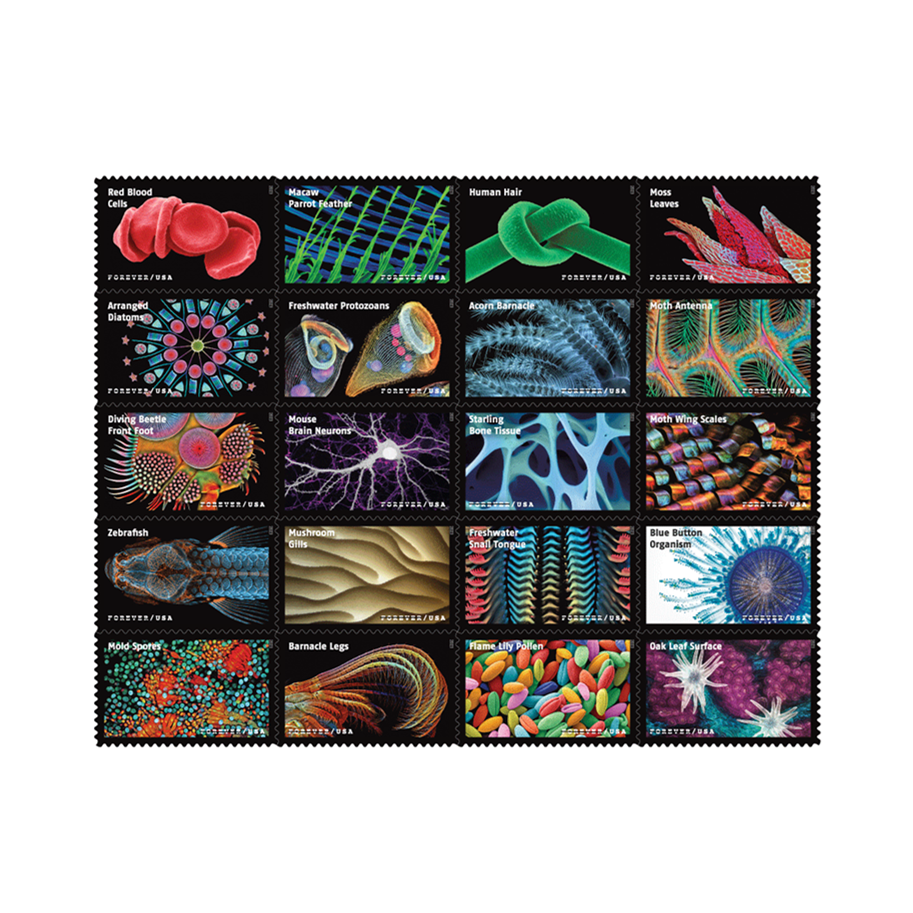2023 Life Magnified Forever Postage Stamps Explores Life on Earth