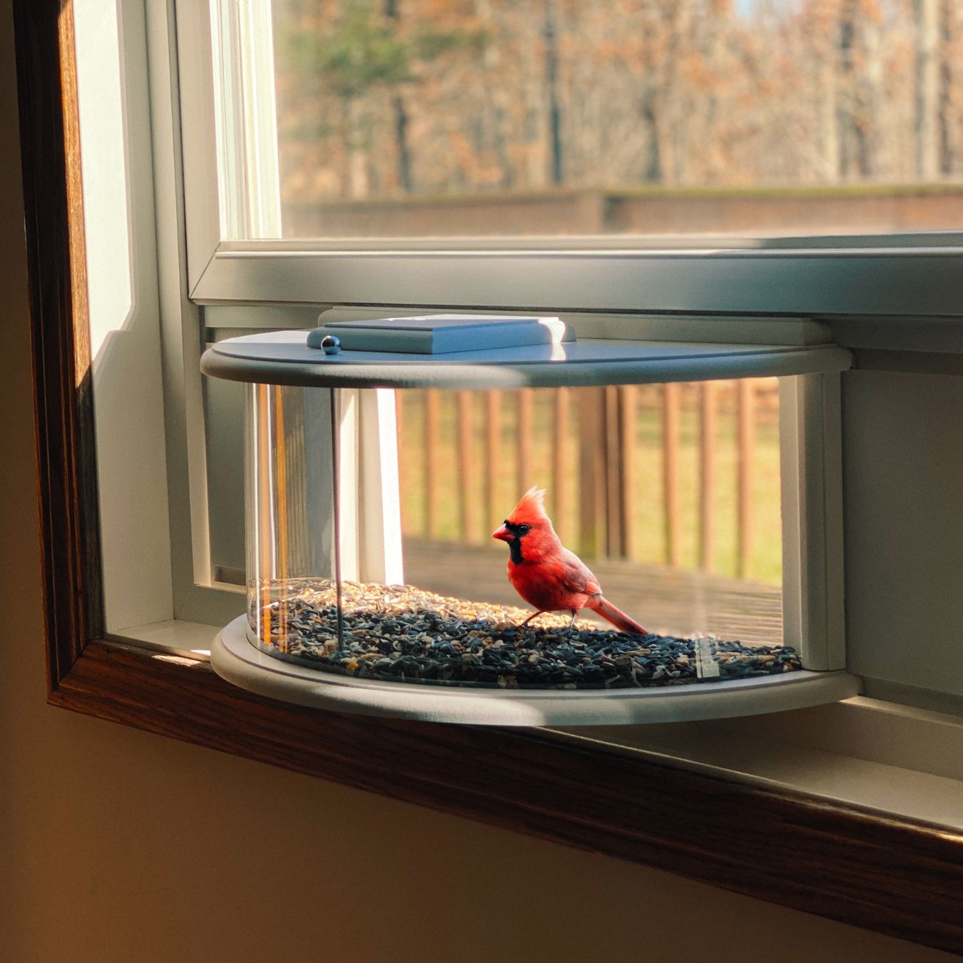 Herethan Window Bird Feeder-Watch Birds from Home