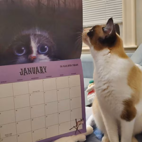 🔥LAST DAY SALE 50% OFF - 🐱Scaredy Cats 2025 Monthly Calendar