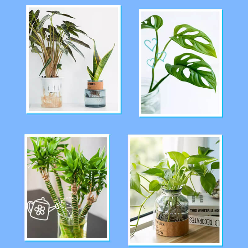 🌱 Professional Nutrient Solution for Flowering Potted Plants! 💐