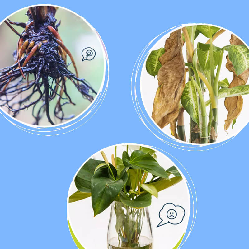 🌱 Professional Nutrient Solution for Flowering Potted Plants! 💐