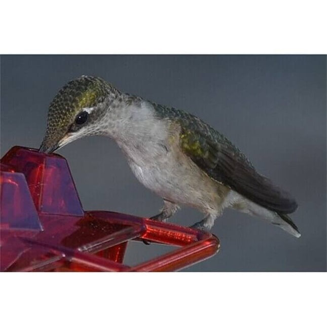Duskweling Sweety Hummingbird Feeder