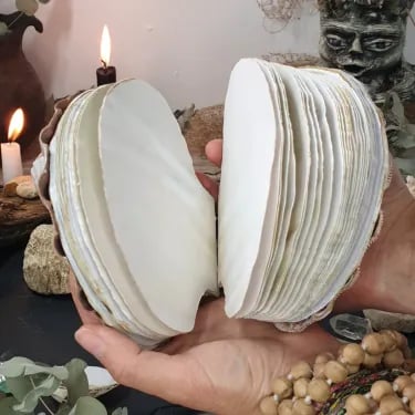 Abalone shell/Lion's Paw shell/Scallop Shell journal