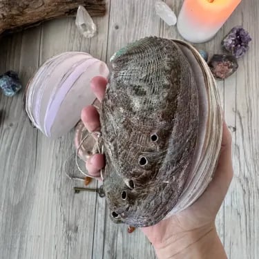 Abalone shell/Lion's Paw shell/Scallop Shell journal