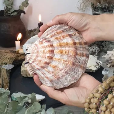 Abalone shell/Lion's Paw shell/Scallop Shell journal