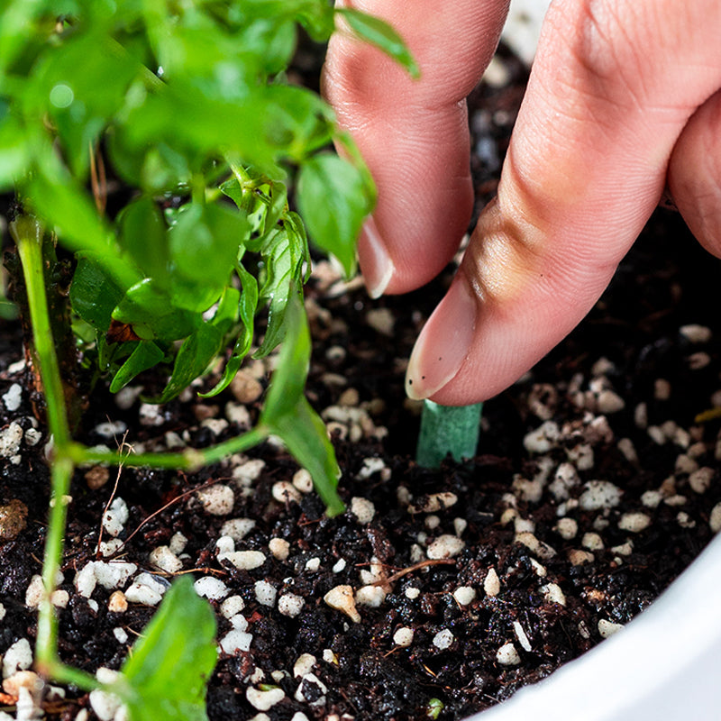 🌱 Long-lasting plant food sticks – balanced NPK for roots, leaves & blooms!  🌿✨