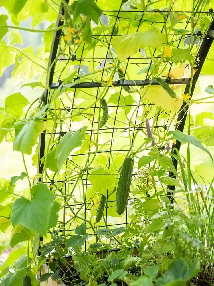 Self-Watering Eco-Stained Elevated Planter Box+ Arch Trellis