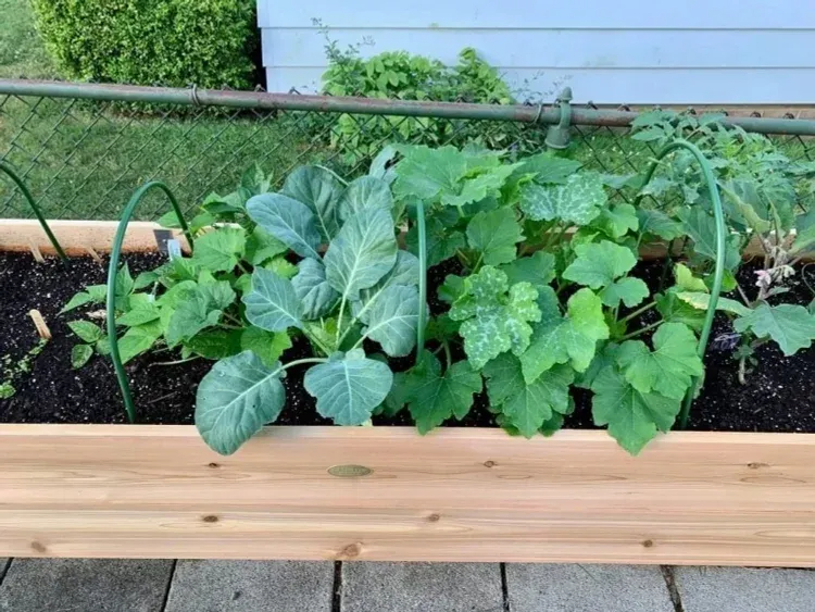 Self-Watering Eco-Stained Elevated Planter Box+ Arch Trellis