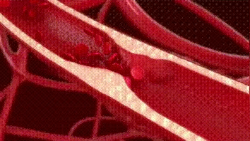 血管循环
