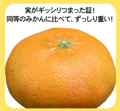 ★20%OFFクーポンで4,384円さらにポイント10倍★　かんぺい 5kg TVで話題！赤字覚悟の大箱5ｋｇ！希少品種・甘平（かんぺい）一度は食べてみたい今話題のレアなみかん！（訳あり・ご家庭用）