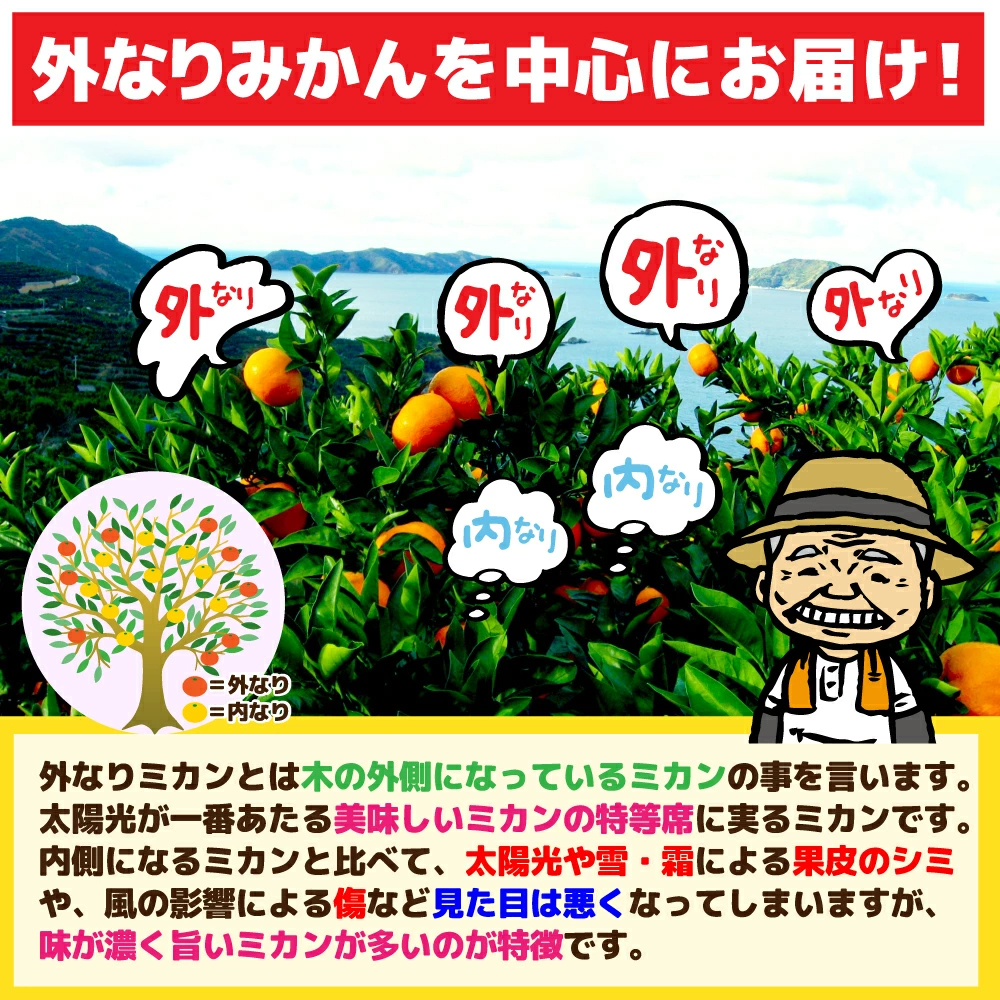愛媛産 特に訳ありいよかん【送料無料(一部地域除く)】1０kg(+約0.5kg多め)不揃い 傷 汚れ有 伊予柑 イヨカン フルーツ 美味しいみかん 果物 くだもの 温州みかん 柑橘類 かんきつ 食品ロス コロナ いよ柑 産地直送 みかん
