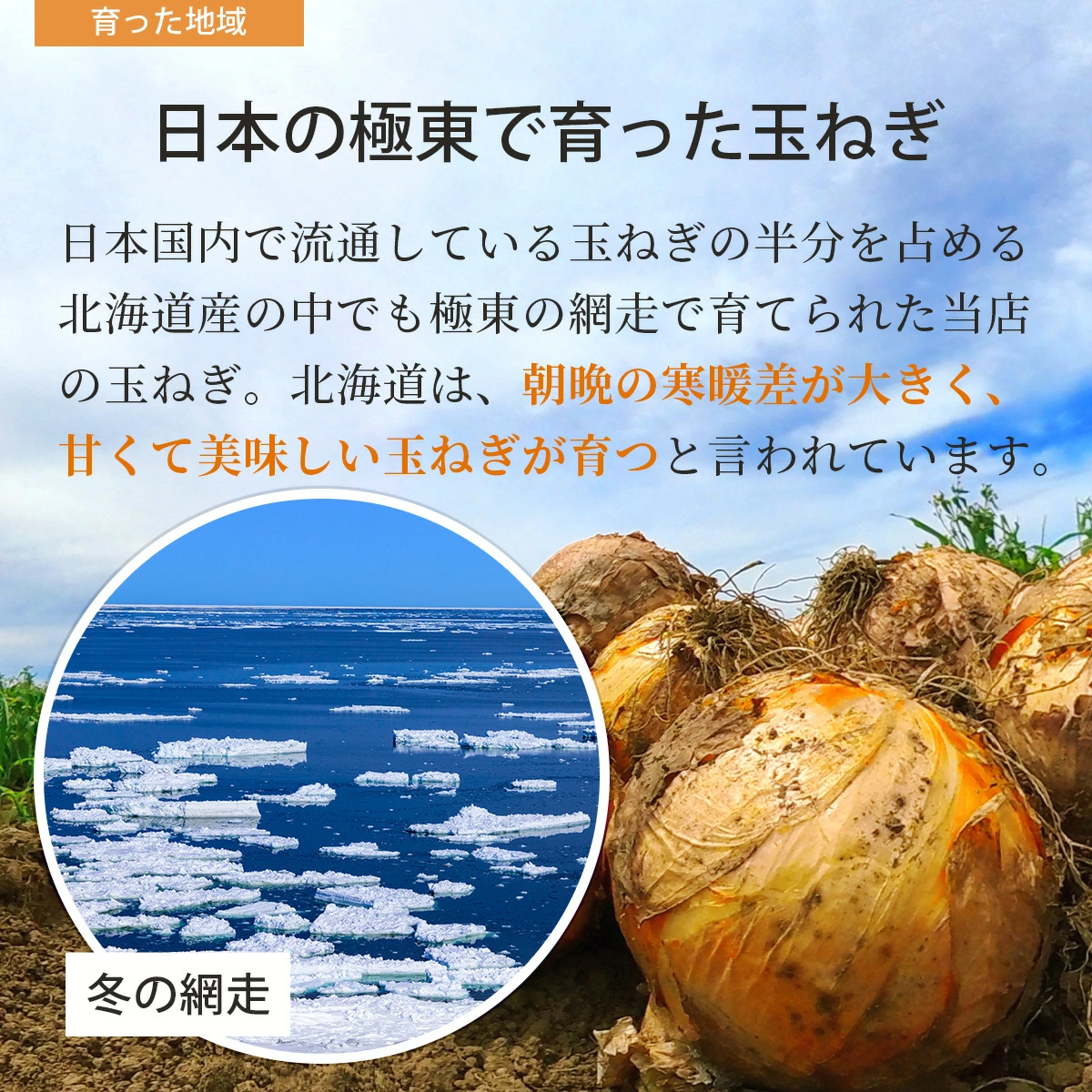 北海道 網走産 玉葱 10kg 20kg たまねぎ タマネギ カレー シチュー バーベキューやギフトに！ 国産 北海道産 網走 玉葱 玉ねぎ 産地直送 大容量 10キロ 20キロ お得用 まとめ買い 業務用 贈り物 甘い シャキシャキ 美味しい 北海道