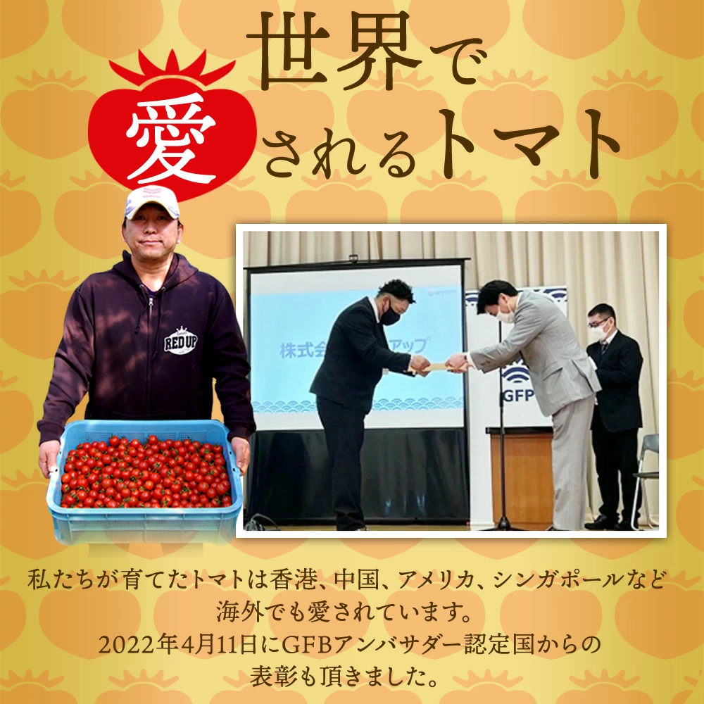 ＼ 半額 数量限定 ／ とまと ミニトマト 【特別栽培農産物】ソムリエミニ トマト ダイヤ 800g トマトジュース プチトマト プレゼント ギフト ダイエット スープ ふるさと 内祝い フルーツ 野菜 甘い 人気 キッチン 秋 冬 冷凍 熊本 ポスト投函