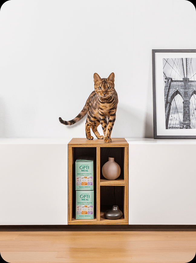 24 Pack Grain Free Wet Cat Food Variety Pack, Tender Morsels Multi Flavor Pouch Meal for Adult Indoor Cats