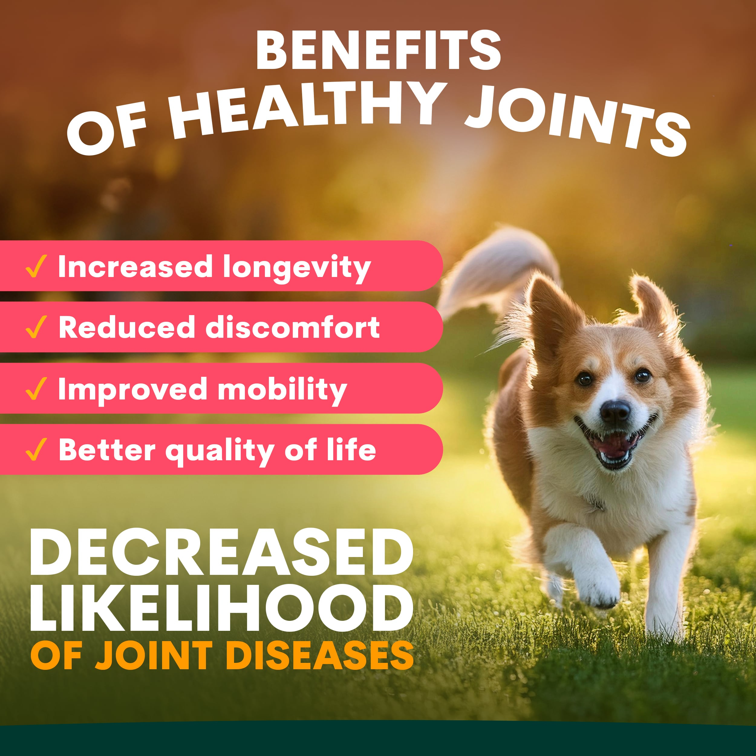 Hip + Joint Supplement Powder for Dogs, Premium Joint Health Support