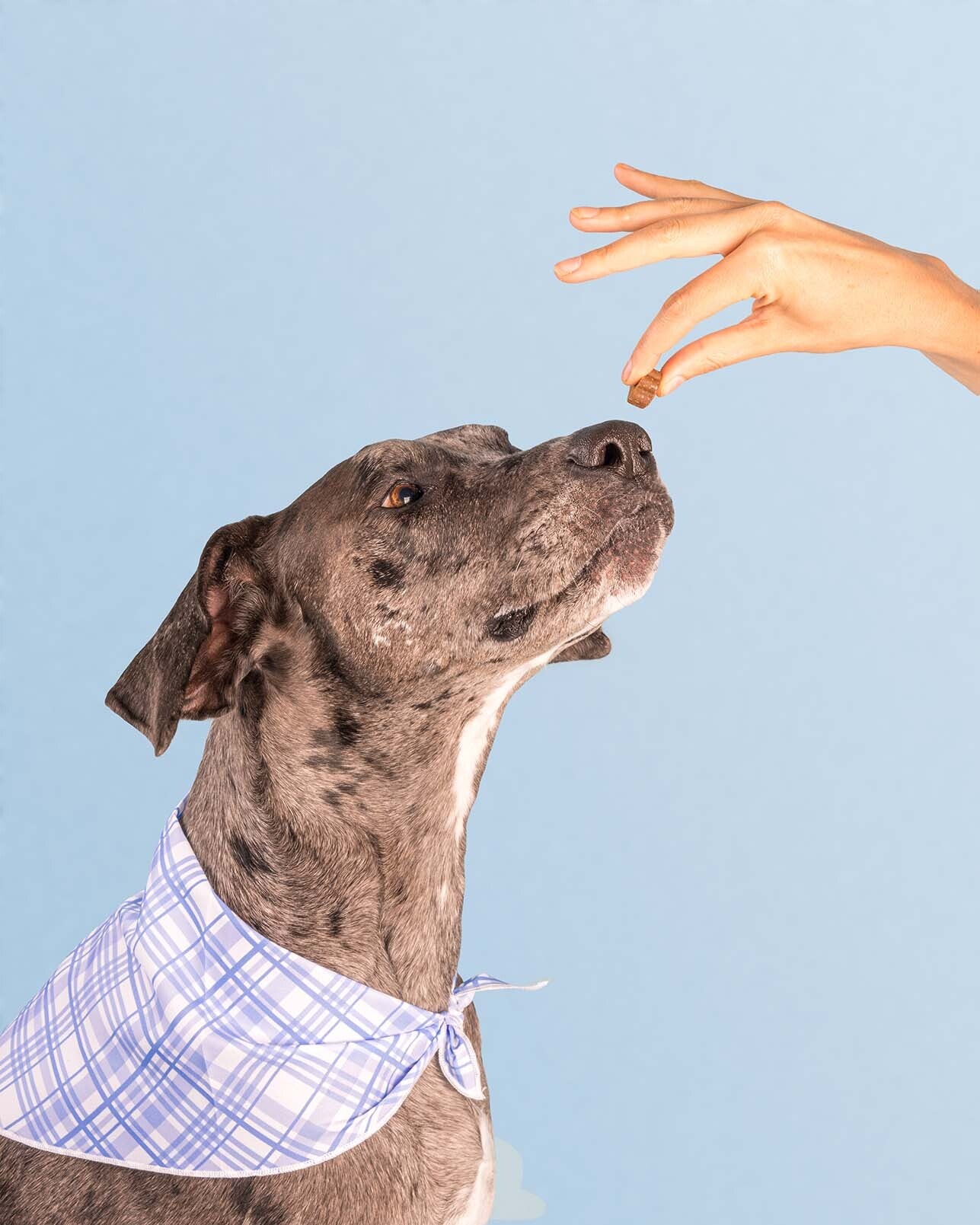Daily All-in-One Dog Multivitamin Soft Chews, 100% Human Grade Ingredients