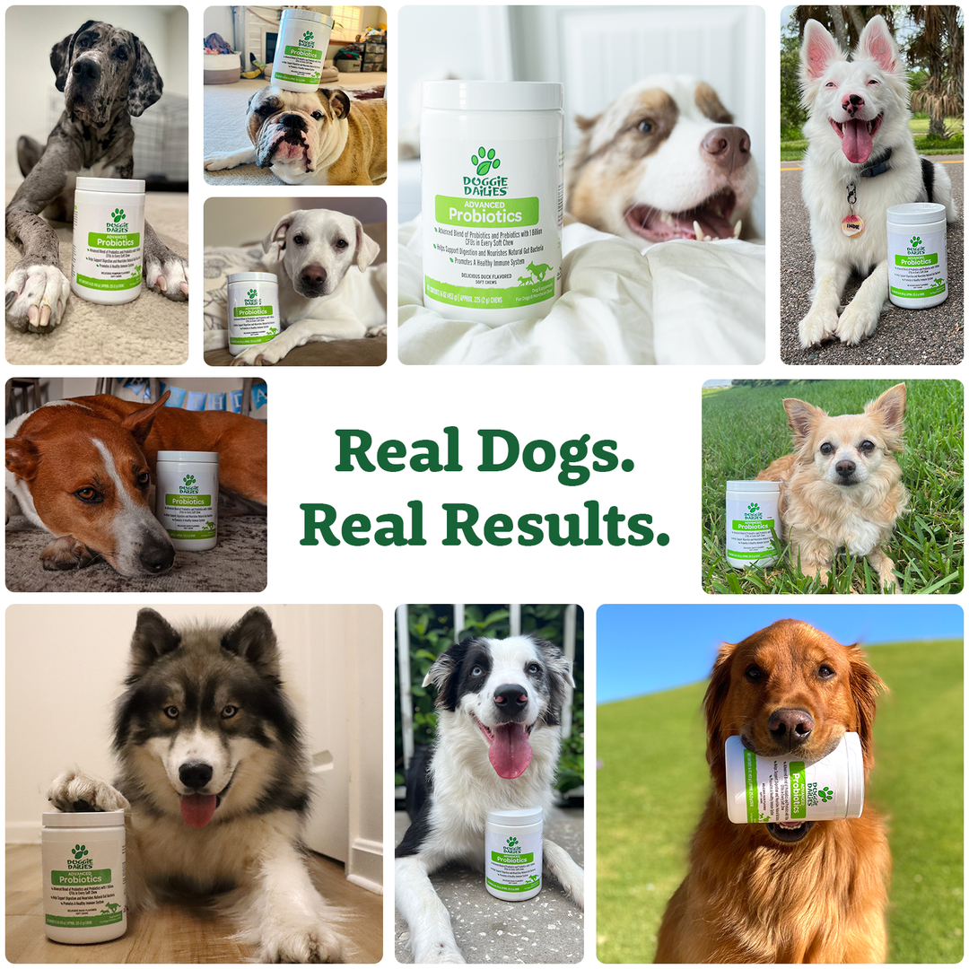 Dog Probiotic Soft Chews, Digestive & Gut Health Supplement for Dogs