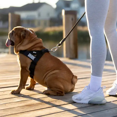 🐾🛡️Dog Friendly Co. Harness - Easy to Fit No-Pull Design