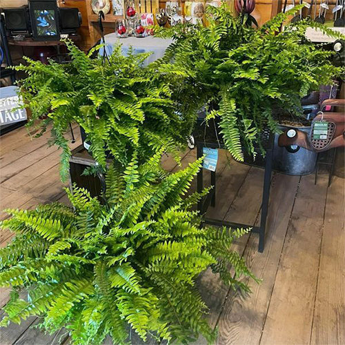 Last Day 50% OFF-UV Resistant Lifelike Artificial Boston Fern