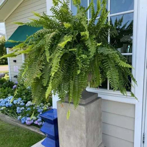 Last Day 50% OFF-UV Resistant Lifelike Artificial Boston Fern
