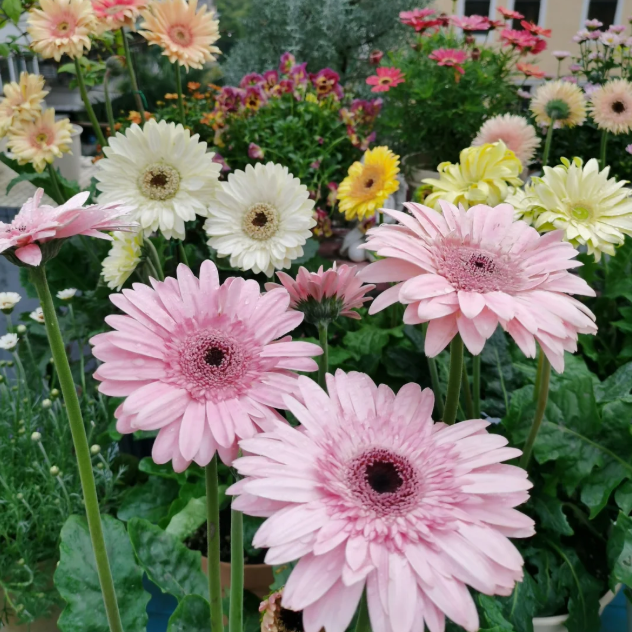 🌼Семена от гербери с различни цветове