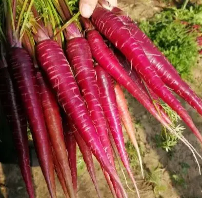 【Мечтателен аметист】Семена от репички с висока кълняемост - сладки, хрупкави и богати на антоцианини, дори начинаещи могат да ги отглеждат!