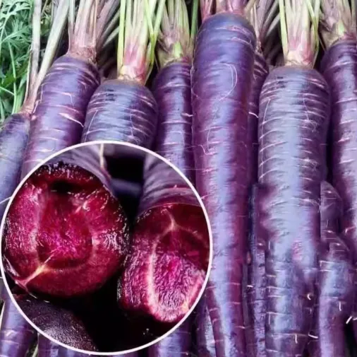 【Мечтателен аметист】Семена от репички с висока кълняемост - сладки, хрупкави и богати на антоцианини, дори начинаещи могат да ги отглеждат!