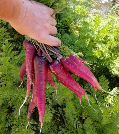 【Мечтателен аметист】Семена от репички с висока кълняемост - сладки, хрупкави и богати на антоцианини, дори начинаещи могат да ги отглеждат!