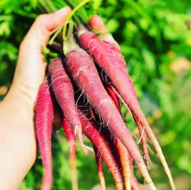 【Мечтателен аметист】Семена от репички с висока кълняемост - сладки, хрупкави и богати на антоцианини, дори начинаещи могат да ги отглеждат!