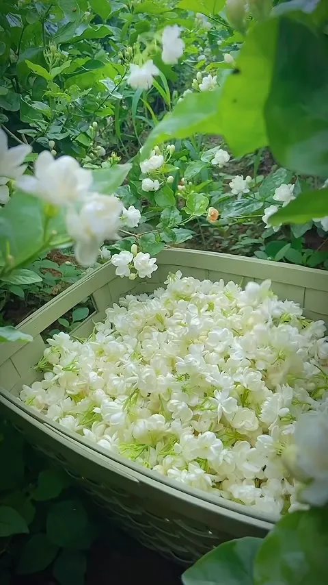 🔥 FORRÓ AKCIÓ 50% KEDVEZMÉNY 🔥🌸 Kettős jázmin magok | Bő termésű, illatos szirmokkal virágzik 🌸