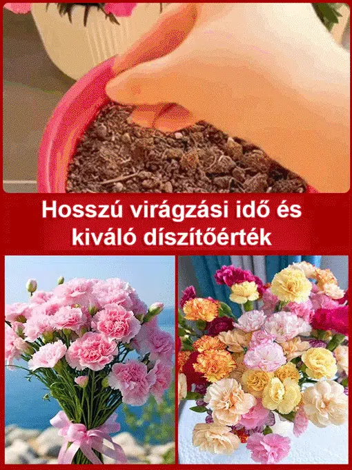 【Egész évben virágzó】dupla szirmú szegfűmagok