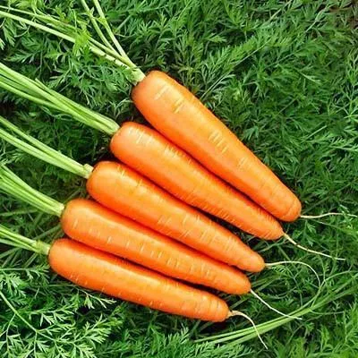 🥕 "Nantindo" sárgarépamagok – Édes és egyforma sárgarépa