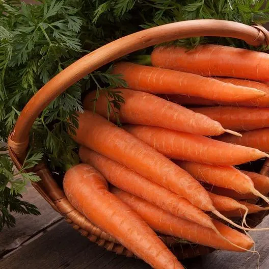 🥕 "Nantindo" sárgarépamagok – Édes és egyforma sárgarépa