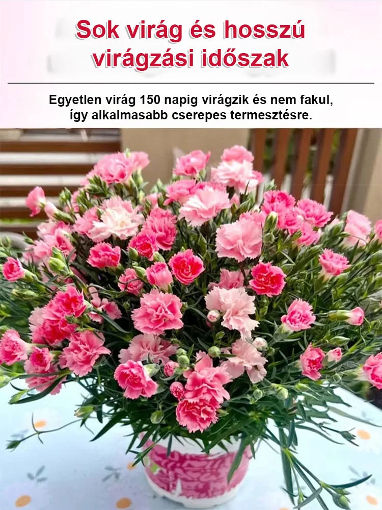 【Egész évben virágzó】dupla szirmú szegfűmagok