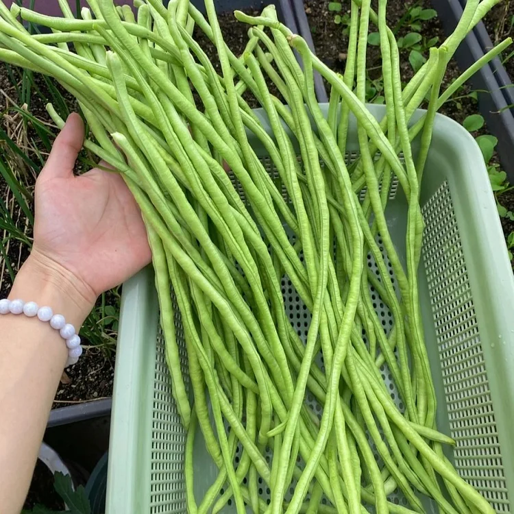🫘Long cowpea: A high-yielding vegetable in a short time