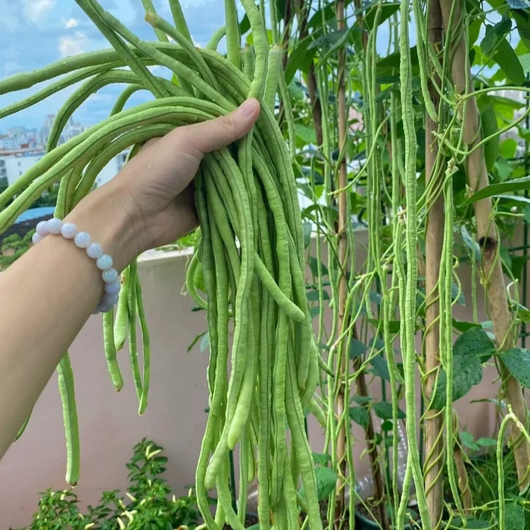 🫘Long cowpea: A high-yielding vegetable in a short time