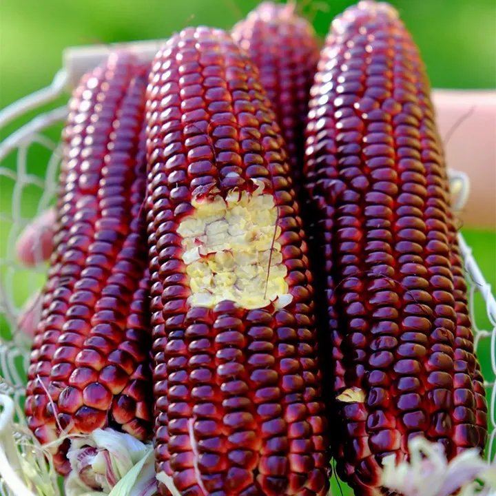 LO-4.21 翁嘉瑜 🌈🌽 Semienka kukurice Gem – premeňte svoju záhradu či balkón na farebný raj plný úrody