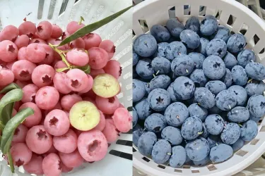 🌟 Semená pre obrovské čučoriedky – zmes modrých a ružových odrôd pre vašu záhradu ✨