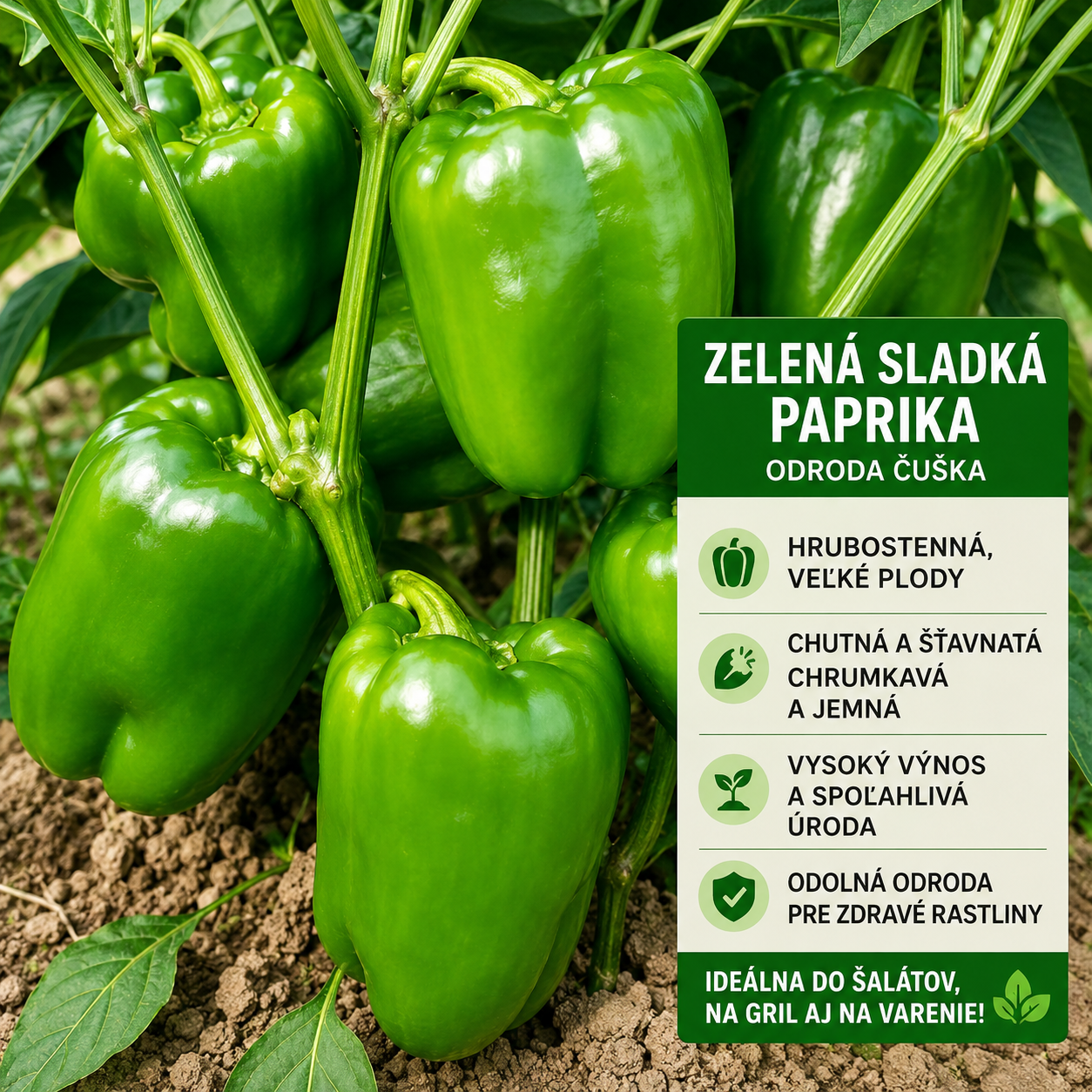 🌶️Semená sladkej papriky | Dúhové plody z Božej záhrady: Pestujte si balkánske chute doma (50 tabliet/balenie)