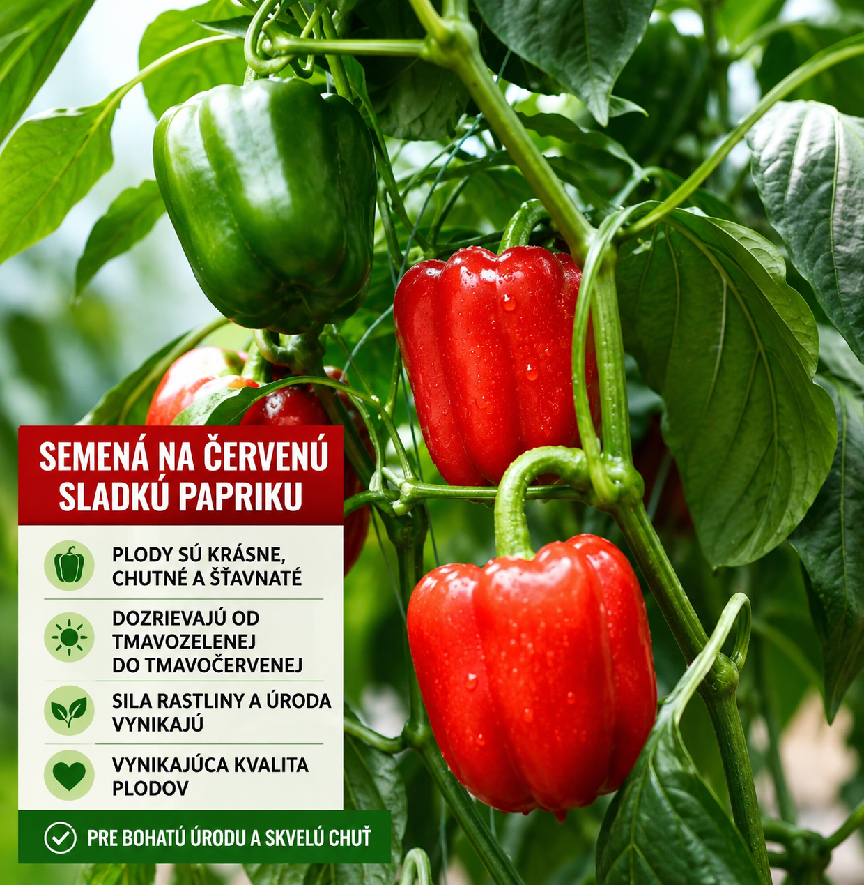 🌶️Semená sladkej papriky | Dúhové plody z Božej záhrady: Pestujte si balkánske chute doma (50 tabliet/balenie)