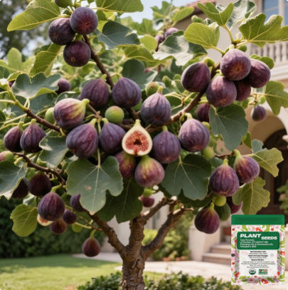 🏆PREDÁNO viac ako 65 000 kusov!🌿Živé semená figovníku Mission Fig Tree – Ľahko sa pestujú na verande a balkóne doma