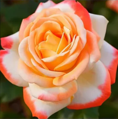 Westliche Mandala-Rose Lancaros